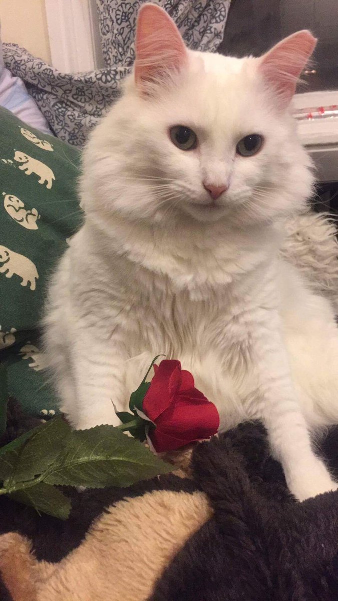 Mos_Deaf_Kitty's tweet photo. 🌹 4 U https://t.co/uLRqA5vTot