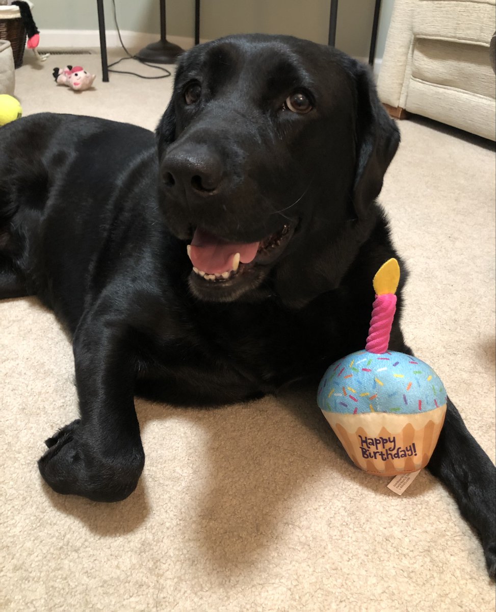 Today is Justice's 5th birthday! Justice supports survivors at @MSU Center for Survivors