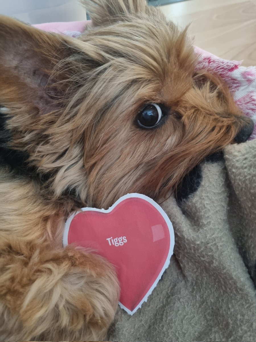 ClaireerialC18's tweet photo. Happy Valentines Day 🐾🐾❤ #VIPLove @PetsatHome https://t.co/lQneKcEkRe