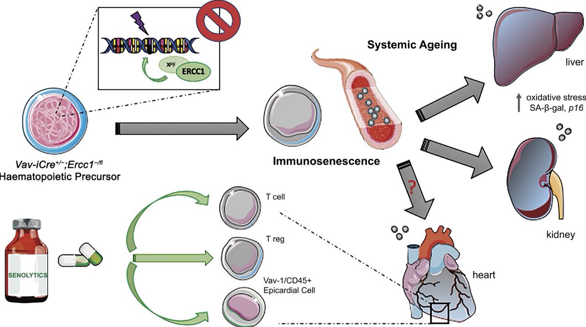 SPOTTED BY SCIENTISTS OF TOMORROW: Dr Sveva Bollini & Prof Tom Guzik discuss systemic #ageing fostered by #immunosenescence & implications for rejuvenating therapies in the #cardiovascular system Discover more: academic.oup.com/cardiovascres/… @ESC_Journals #CVD #CardiovascularResearch