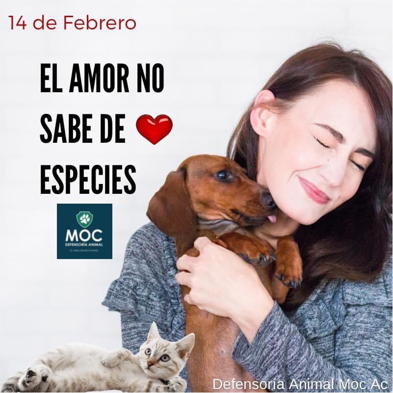 DefensoriaMOC's tweet photo. ❤️Los amigos verdaderos están ahí cuando el resto te deja tirado, se queda a tu lado mientras otros se han marchado❤️❤️ 

El amor y amistad más incondicional🐶❤️😺

Feliz día del amor y la amistad les desea la Familia MOC

14 de Febrero 2022
#FelizSanValentin #FelizDiaDelAmor https://t.co/Z5LcaTqBHD