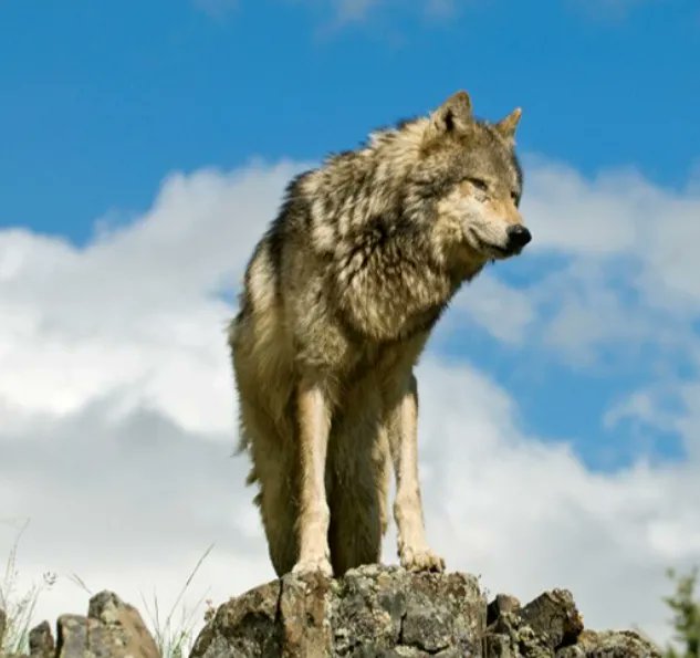 IndianAffairs's tweet image. Happy Valentine's Victory for our Relative the Wolf!! Court removes trump's delisting of Wolf. But more advocacy is still needed to protect our relatives! #EverythingBack #CultureBack #RelativesBack Read more: bit.ly/3gNejFO