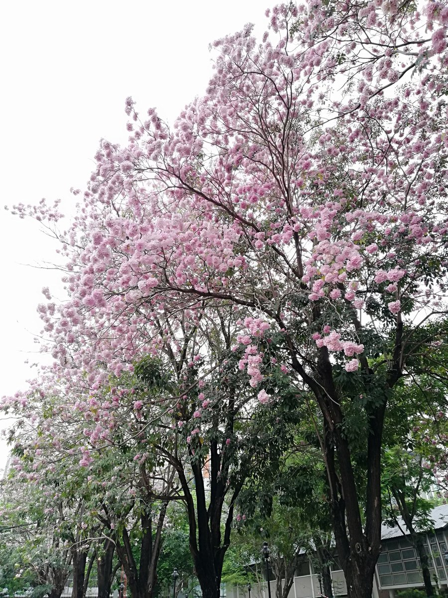 MarsJod's tweet photo. 💘Pinky Trumpet https://t.co/MPGN5AbWeX
