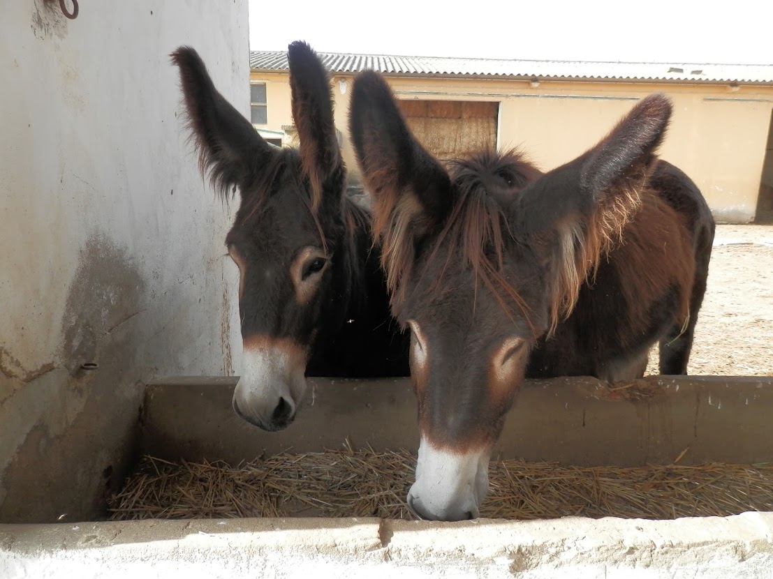 CAROLUSVEMPEROR's tweet photo. Los amigos de @CyLesVida quieren saber si conoces al #burrozamorano 🤷  

El burro de Raza Asnal Zamorano-Leonesa que fue declarada en peligro de extinción en 1987. En 1995 se crea #ASZAL en Zamora para revocar esa situación 👌

#ItineraCarolusV 

@QuintinCorreas @CultureRoutes https://t.co/LE2YOypBQq