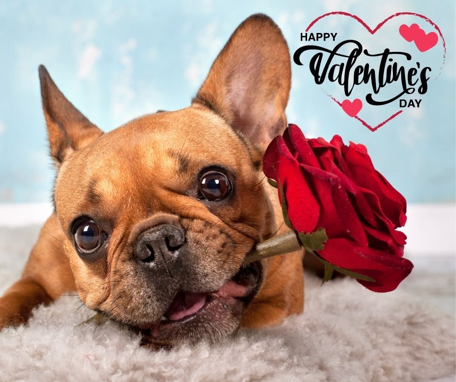 PerformanceIns_'s tweet image. Visit your local shelter today to see how you can help out or just to give the animals some lovins’ on this very special day! They deserve it! 💖