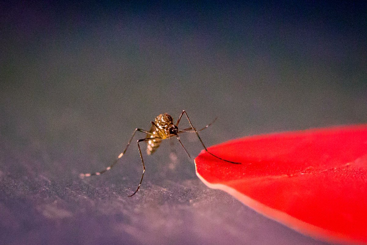 getbzigo's tweet photo. New research suggests that mosquitoes are attracted to certain colors more than others. Results may help some when choosing what to wear in order to bring the least amount of attention from mosquitoes, but unfortunately not getting bitten isn’t guaranteed.
https://t.co/k8YAygiQiF https://t.co/W5M9ssZ70S