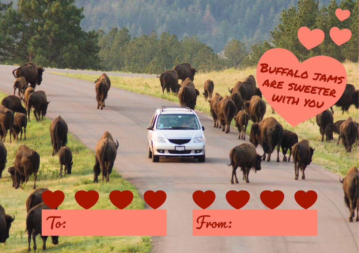 Custer State Park tweet media