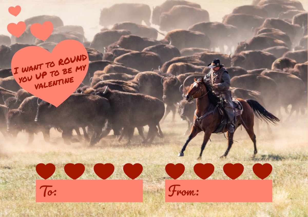 Custer State Park tweet media