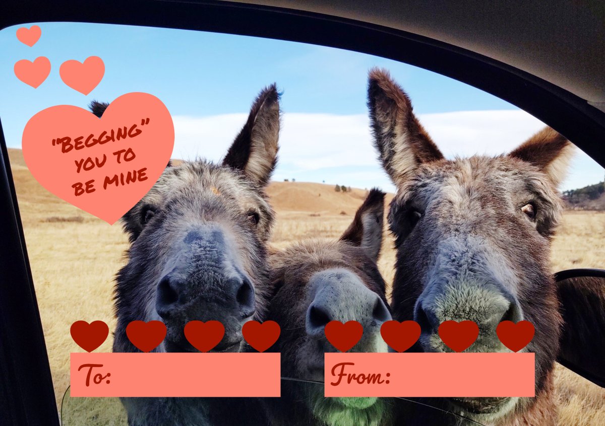 Custer State Park tweet media