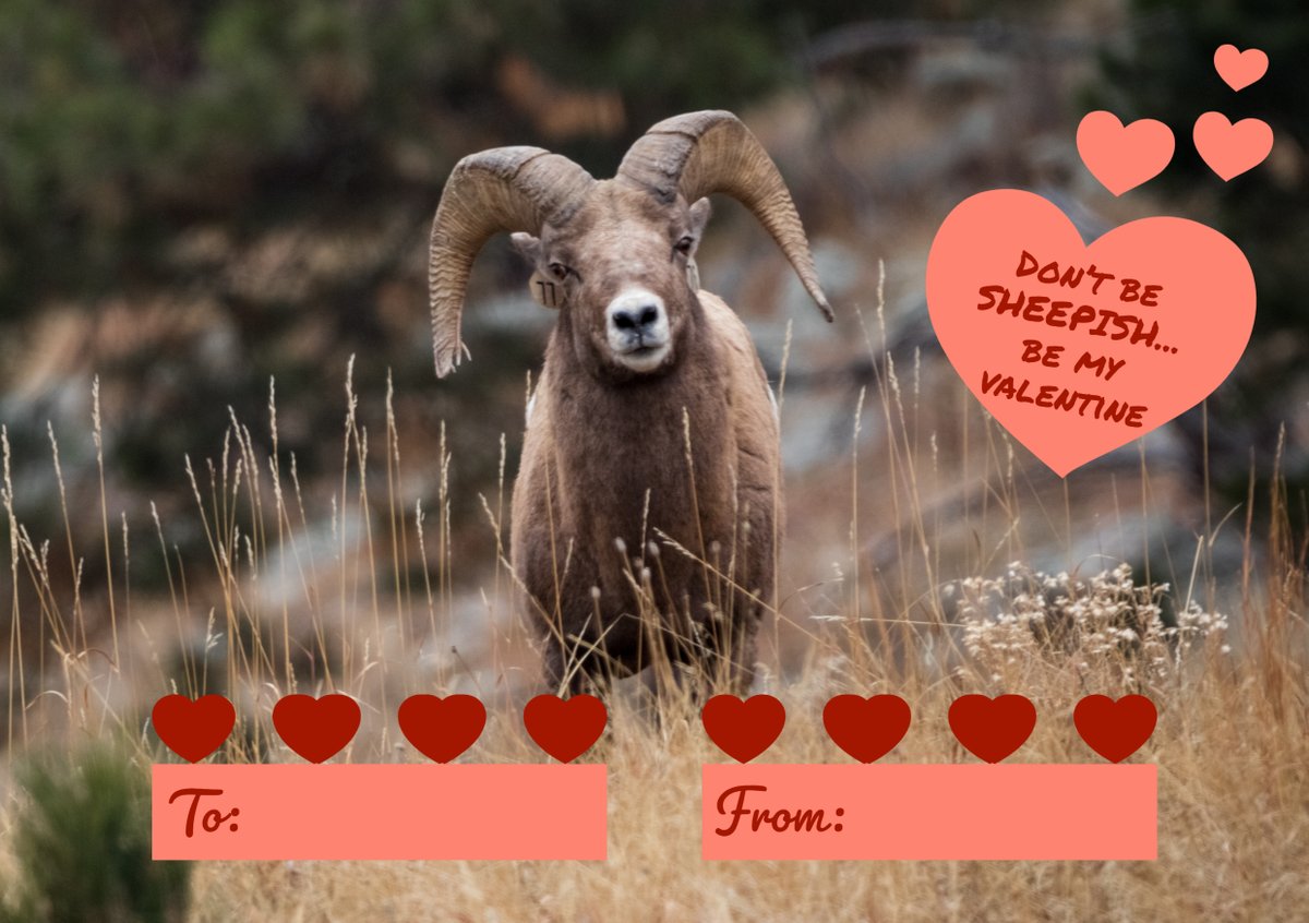 Custer State Park tweet media