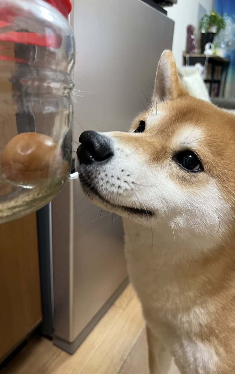 さぁ梅酒を飲み切りました🌱
今年は黒糖で漬けてみよっかな🥃

#梅酒#手作り