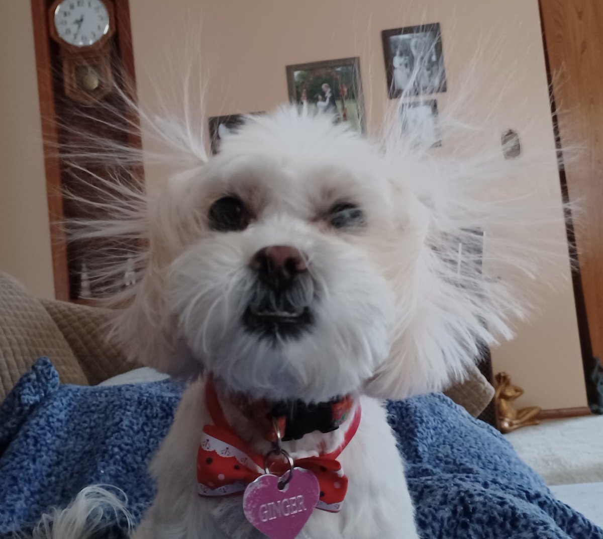 pbsharkey's tweet photo. What? Why are you laughing at me? 
Presenting The Ginj, my sister's dog. 
#dogs #funnypets #StaticCling https://t.co/RogMsdbIIF