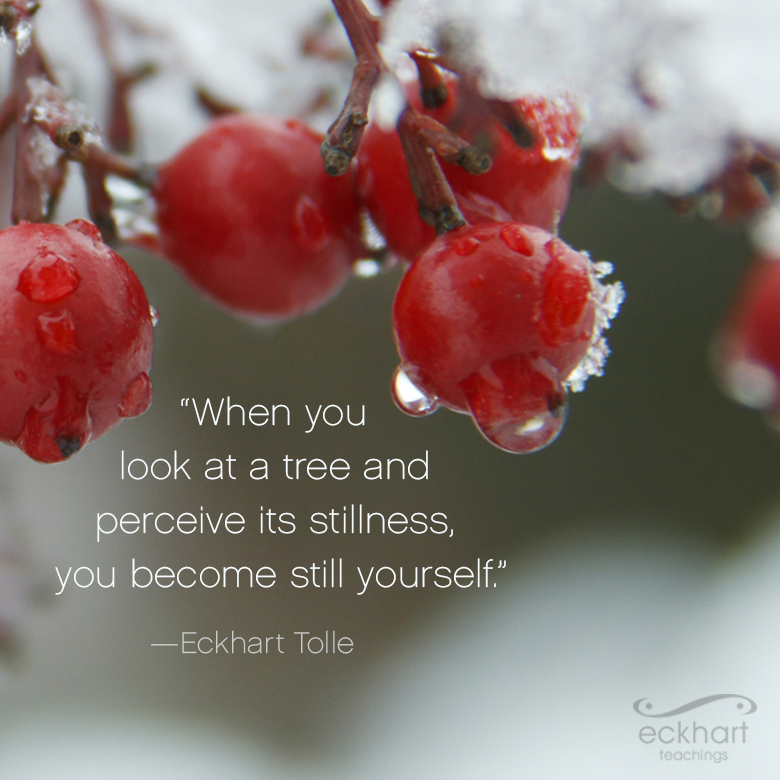 EckhartTolle's tweet image. &quot;When you look at a tree and perceive its stillness, you become still yourself.&quot; - Eckhart Tolle