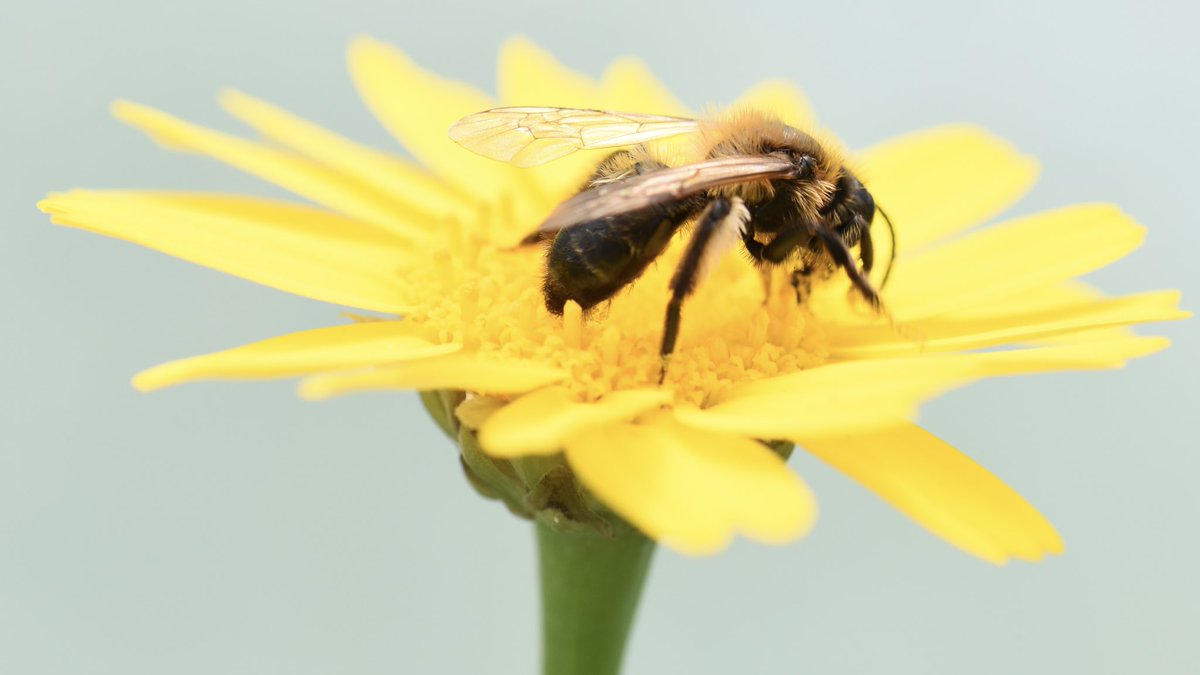 the_beeguy's tweet image. #theBeeAt3 
Basic bee facts every day at 3pm. 

No 82.
Bees don’t do #ValentinesDay.
Don’t do poisoned pointless flowers.
Don’t do plastic trinkets.
Don’t do planet destroying toxic treats.
Bees do #wildflowers. 
Bees do everyday.
Be like #bees 
#Love everyday. 
Not just one day.