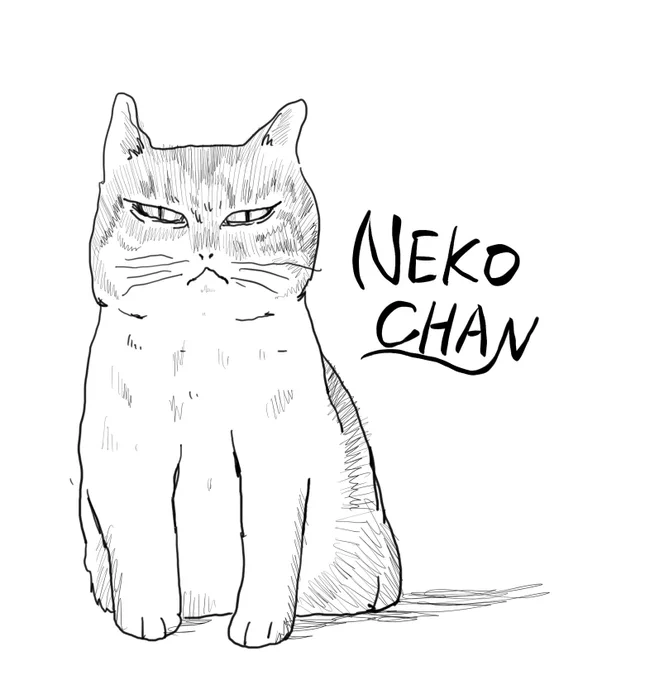 猫 