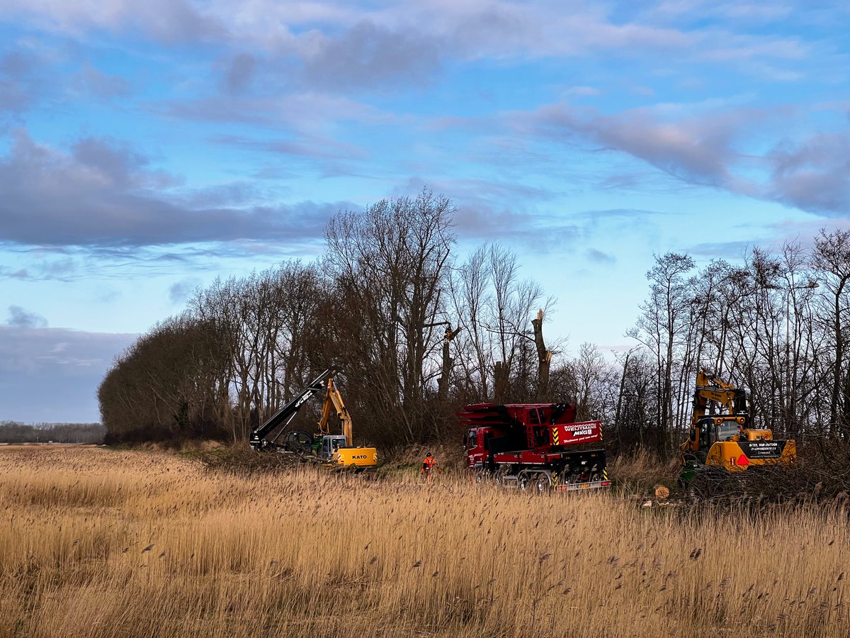 Vandaag zijn we gestart met het verwijderen van 240 populieren langs de #N246. Een triest gezicht, beaamt onze omgevingsmanager: "Vanwege de veiligheid moeten we helaas deze bomen verwijderen."  Lees hier hoe de natuur sterker terug gaat komen 👉 bit.ly/34SF5Ko 🌱