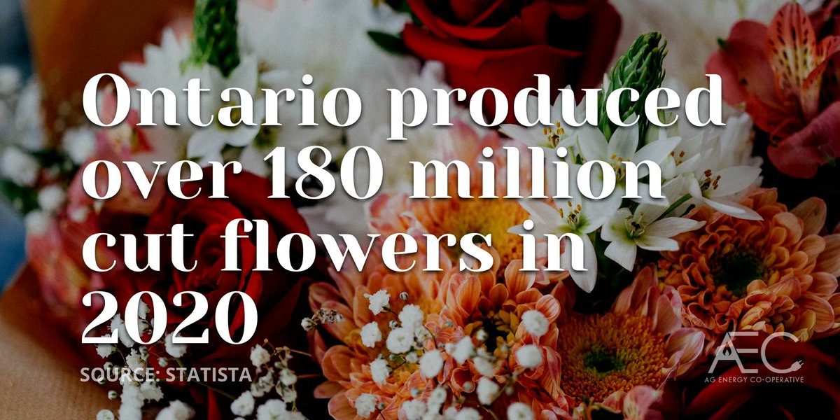 Happy Valentines Day! Did you know that over 180 million cut flowers were produced in Ontario in 2020? Support local growers today when you pick flowers up for your loved ones! 💐 #supportlcoal <a href="/PickOntario/">pickOntario</a>