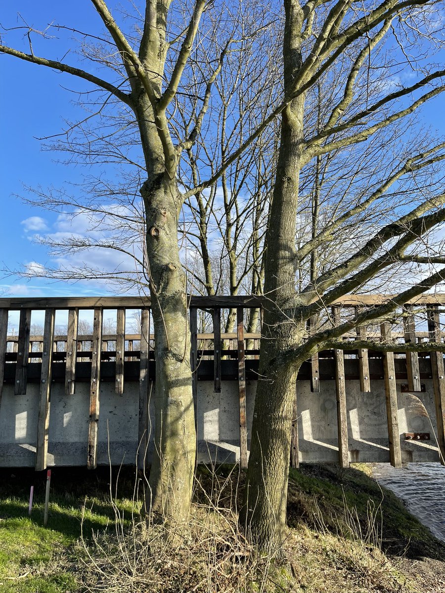 BruggenArchitec's tweet image. Zonnige foto’s circulaire ReUseBridge op Floriade Expo 2022 Hergebruikte betonliggers, spoorbielzen en buispalen resulteren in doorleefd beeld.  #CirculaireInfrastructuur #biobasedmaterials  #hergebruik  @DuraVermeer  @meerdinkbruggen  @Arc2architecten