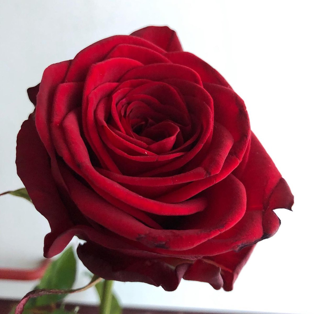 roses_mkr's tweet photo. “A rose speaks of love silently in a language known only to the heart”.
Happy Valentine’s Day everyone! 
Did you plan something for this day ? 
#ValentinesDay 

https://t.co/t9G6z3G2D7 https://t.co/IMEBwFTpYB