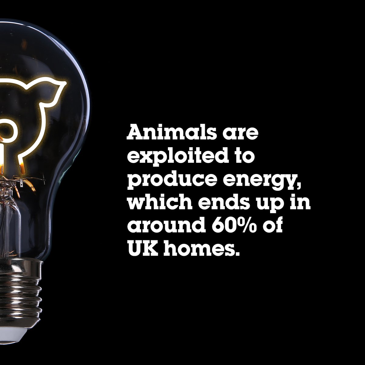 ecotricity's tweet image. Many of you have now seen our breaking @ITVTonight  story about puppies being used to produce energy. But it’s not just hunt dogs which are affected. 
Is your energy vegan?
ecotricity.co.uk/our-green-ener…
#ecotricity  #vegan #plantbased  #crueltyfree #veganlife #govegan #veganism