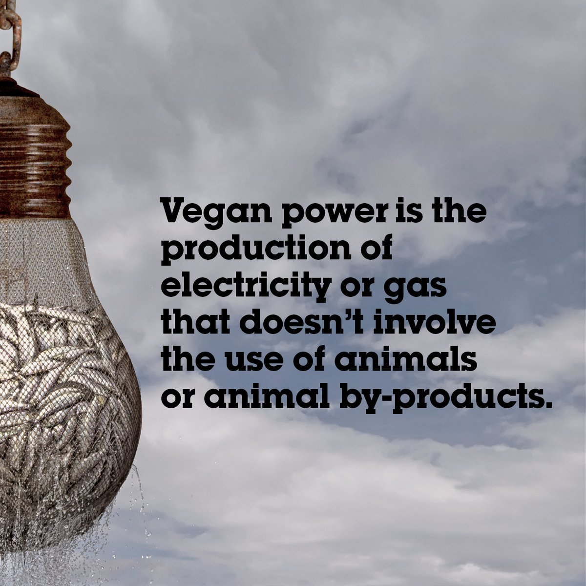 ecotricity's tweet image. Many of you have now seen our breaking @ITVTonight  story about puppies being used to produce energy. But it’s not just hunt dogs which are affected. 
Is your energy vegan?
ecotricity.co.uk/our-green-ener…
#ecotricity  #vegan #plantbased  #crueltyfree #veganlife #govegan #veganism