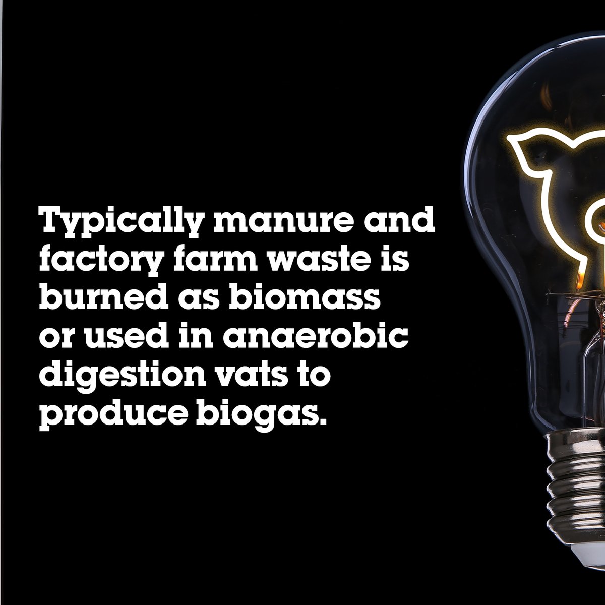 ecotricity's tweet image. Many of you have now seen our breaking @ITVTonight  story about puppies being used to produce energy. But it’s not just hunt dogs which are affected. 
Is your energy vegan?
ecotricity.co.uk/our-green-ener…
#ecotricity  #vegan #plantbased  #crueltyfree #veganlife #govegan #veganism