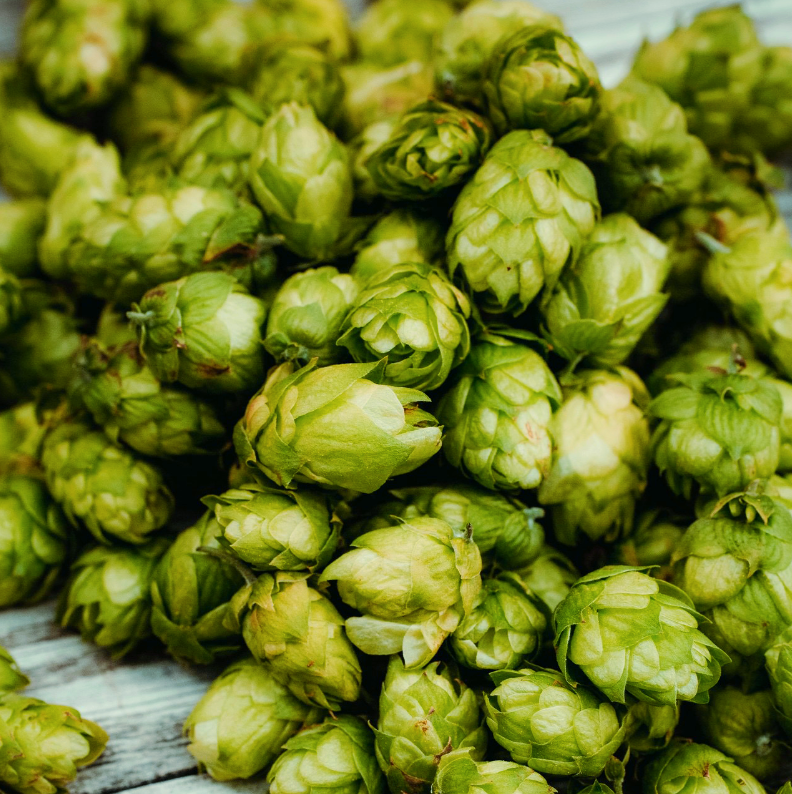 Did you know that hops are actually the flowers of the plant Humulus lupulus?⁠ 

So instead of a standard bouquet of roses...⁠
why not treat your sweetheart (or yourself) to some hops instead? ⁠
⁠
After all, beer is certainly our love language. Happy Valentine's Day!⁠