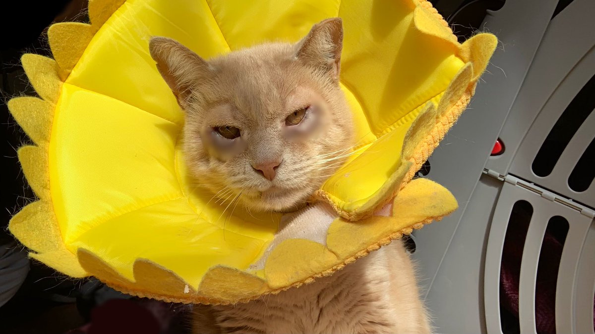 mister Sun Flower ….