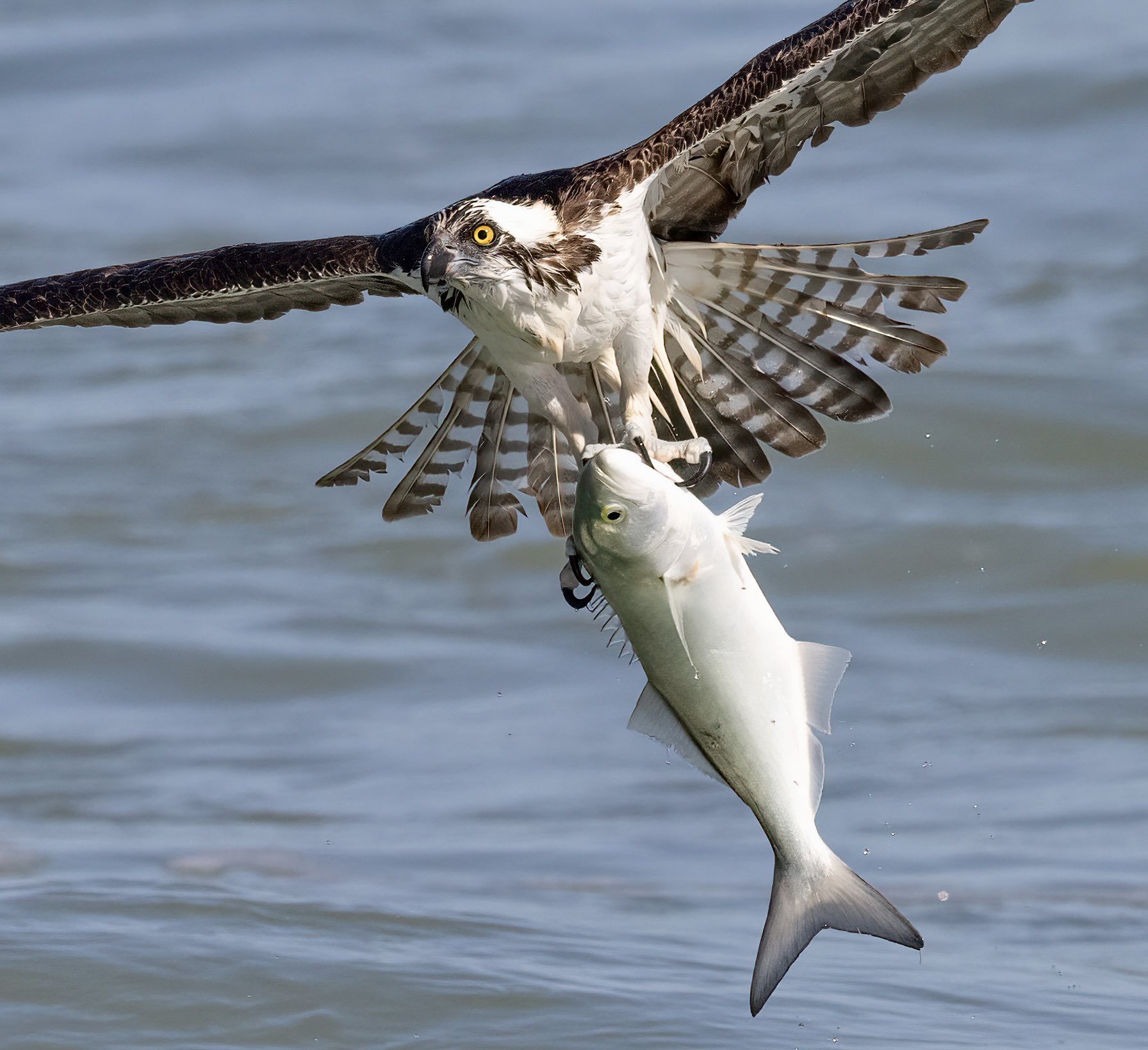 Mark Smith Photography on X: Osprey with a big bluefish! #birds #burbs # fishing #birdphotography  / X