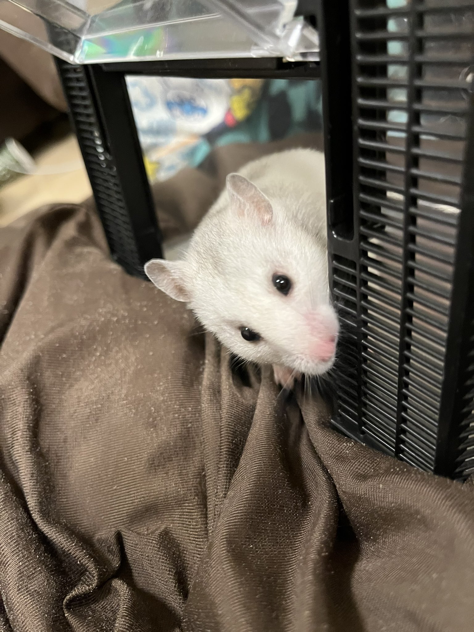 ハムスターのシロちゃん Humhum0707hum Twitter
