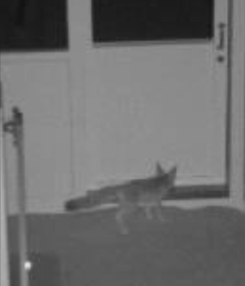 slowjamastan's tweet photo. Spotted last night on The SlowjamaCam:

The elusive “SlowjamaStanley” (national animal)!

#slowjamstan #SlowjamaStanley #kitfox @AnzaBorregoPark https://t.co/aW9T81uXNj