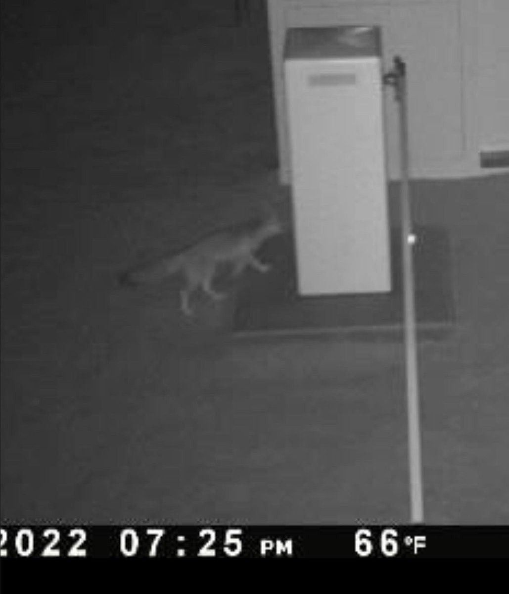 slowjamastan's tweet photo. Spotted last night on The SlowjamaCam:

The elusive “SlowjamaStanley” (national animal)!

#slowjamstan #SlowjamaStanley #kitfox @AnzaBorregoPark https://t.co/aW9T81uXNj