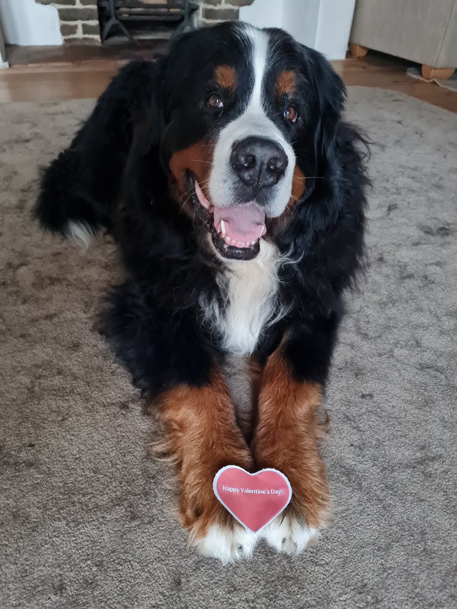 mandy_austen's tweet photo. Kavic 💞 @PetsatHome xxx #VIPlove https://t.co/HRO7K4SXiD