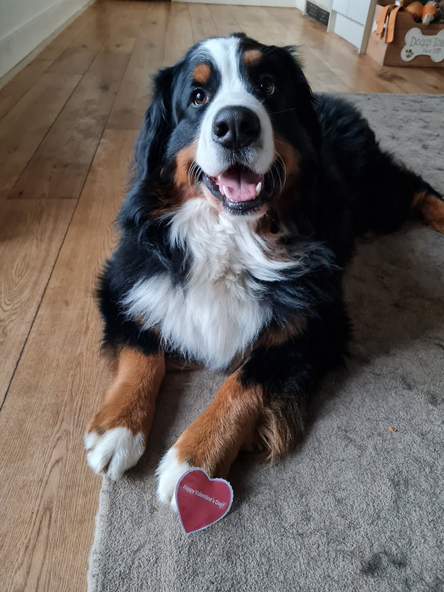 mandy_austen's tweet photo. Cade 💞 @PetsatHome #VIPLove https://t.co/ApurnVS7u8
