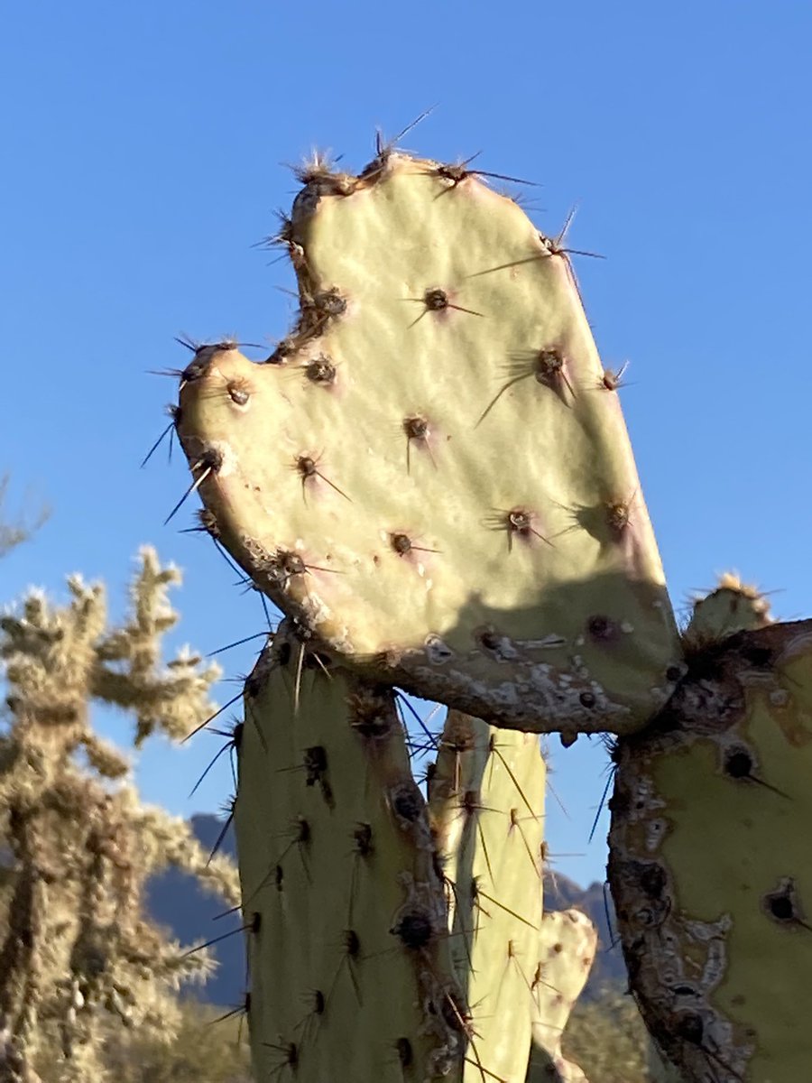 Happy ❤️ Day! <a href="/totallytucson/">TOTALLY TUCSON</a> <a href="/VisitTucsonAZ/">Tucson AZ</a> #Tucson