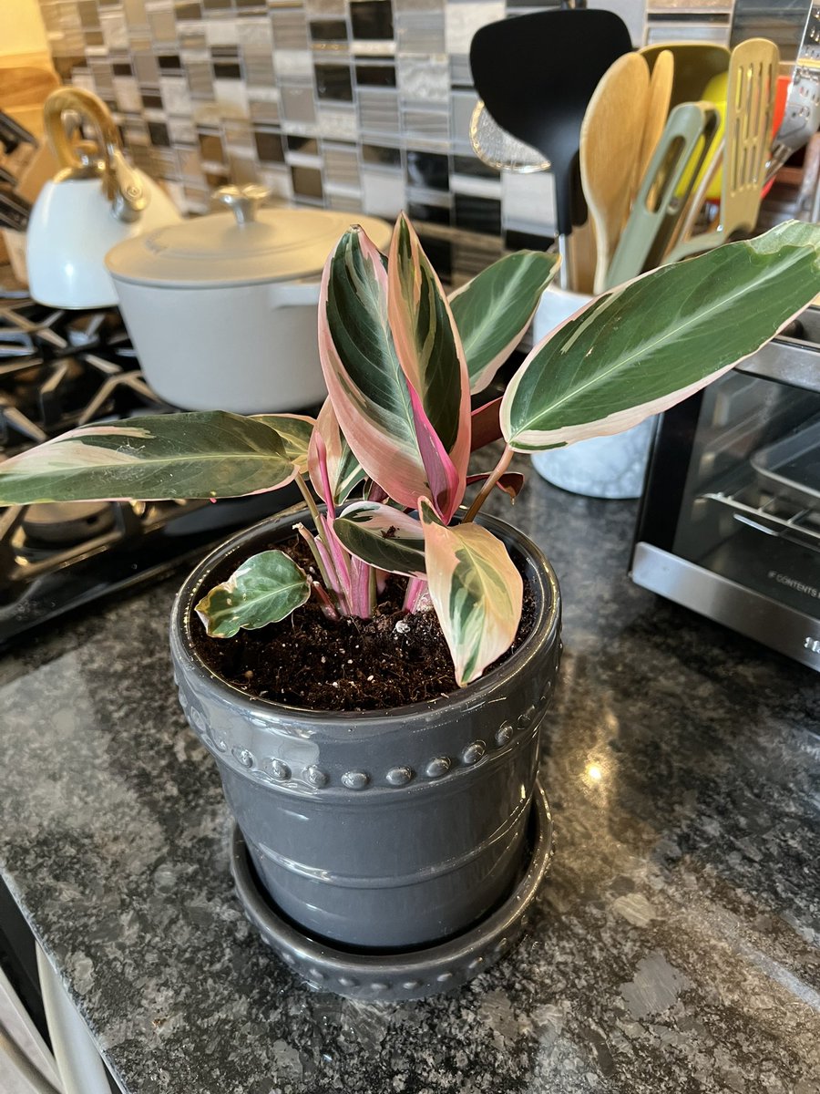er1cmat's tweet photo. do we love my new plant or what https://t.co/avWMISTyeW