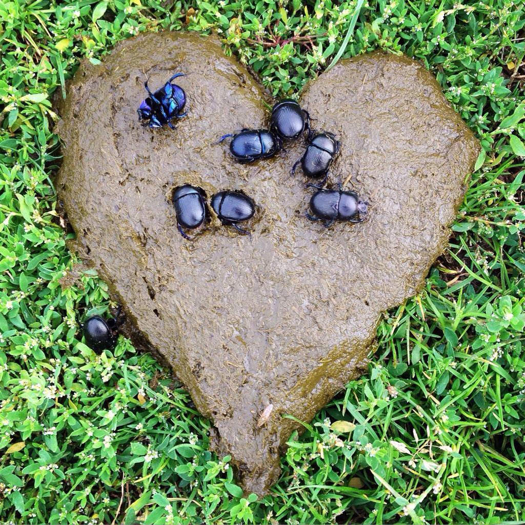 On #ValentinesDay &amp; every day…

Dung beetles love poo.
They need lots of livestock,
&amp; undisturbed soils too.
Let’s conserve all their species,
Practice a reduction in treatments
&amp; look after that faeces!

#ValentinesDay2022 📷 @paulypod
