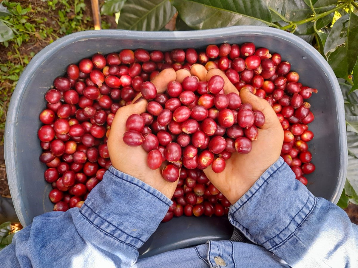 EFICOCOFFEE's tweet photo. Happy Valentine’s Day!
On this special day, we share with you our love for coffee ☕️💚
Curious to know more about our latest coffee discoveries? Our team is at your disposal.

#greencoffee #coffeesourcing #coffeelife #coffeeculture #coffeelover

📷 FNC • EFICO Team https://t.co/RNhYKq4Cu2