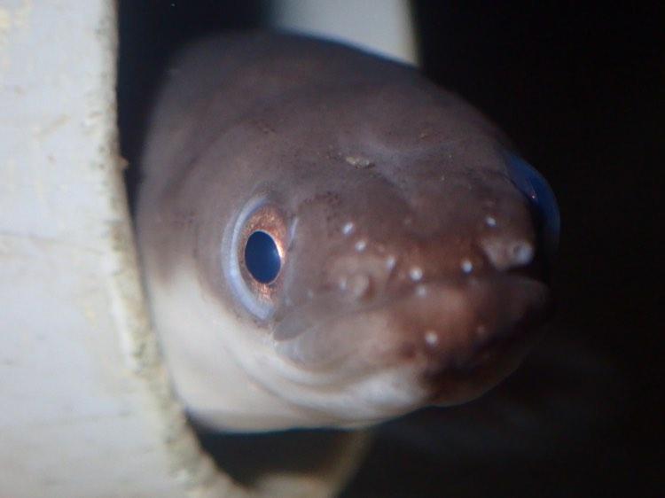 Oreochromis0804's tweet photo. 高千穂淡水魚水族館 https://t.co/3qnRtqH5TR