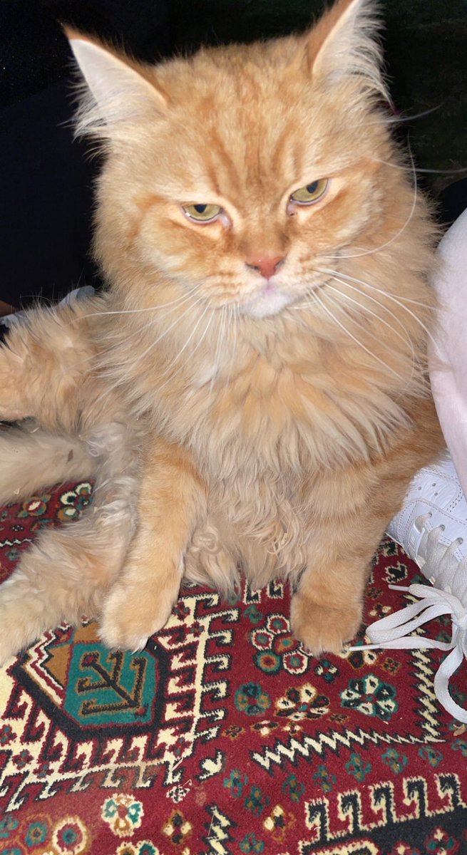 MahaTaweel's tweet photo. تم العثور على قطة اليفه في حديقة الواحة الاولى @RiyadhCats 

-للتواصل على الخاص https://t.co/BXtSfTthdt