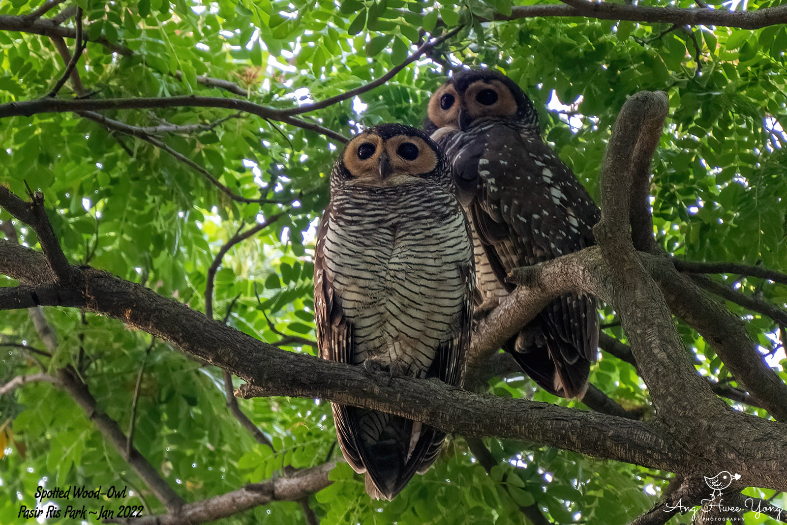 Mothership on X: "Spotted Wood Owl couple in Pasir Ris Park are proud  parents of 2 baby owlets https://t.co/WcCQxjZ03K https://t.co/xX9P9M2K9J" /  X