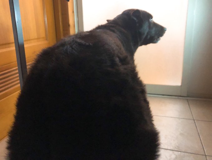 犬の後ろ姿のtwitterイラスト検索結果