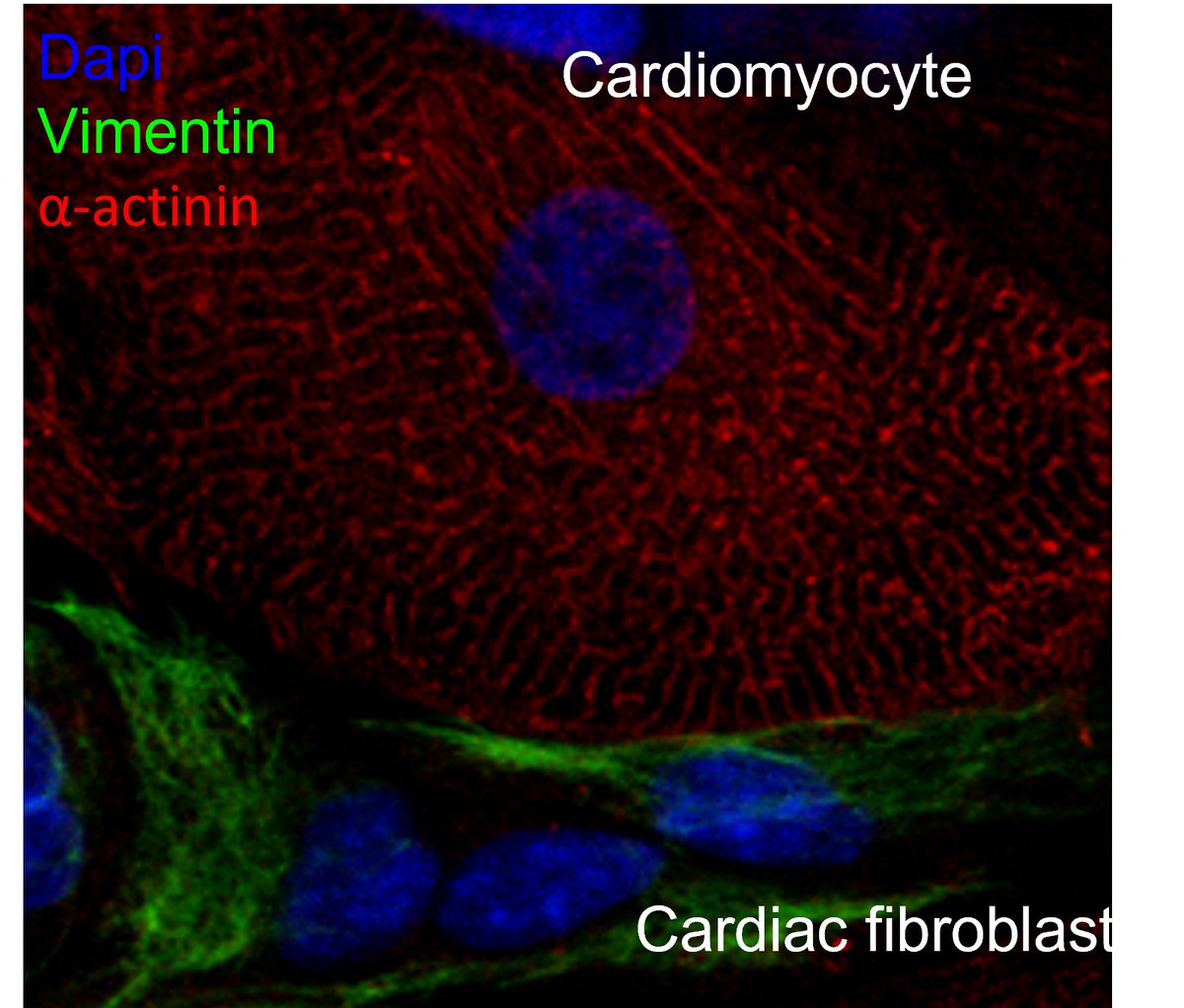 Don’t let your cardiomyocytes be lonely this #Valentinesday Culture them with cardiac fibroblasts today! #Coculture is a great way to interrogate cell-cell interactions @Impact_Aim_Mrc @ICVS_UoB