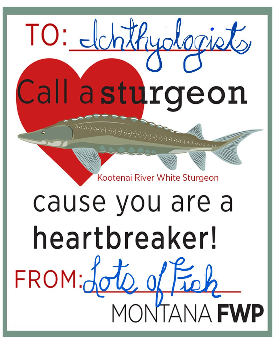 LottaFish's tweet photo. Fish love❤️in CT. The #endangered Atlantic sturgeon migrates from the Atlantic Ocean to the Long Island Sound and to local rivers when they are ready to breed. 🐟❤️🐟 #ValentinesDay #Valentine #Ichthyology #FishBreeding #CT #icthyologist #fish #LongIslandSound #Ocean https://t.co/gZKjZafUfb
