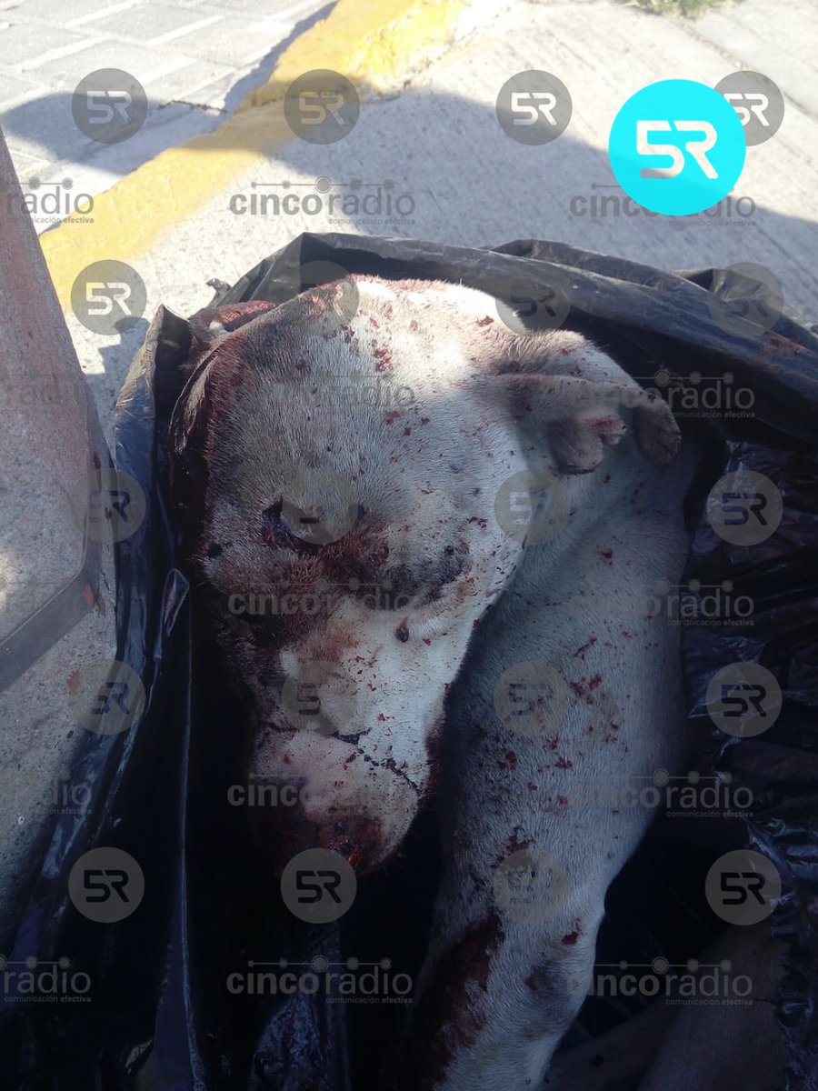laredcincoradio's tweet photo. #ATENCION 🚨 || Urge atención médica para este perrito que está herido y fue aventado dentro de una bolsa en Federal a #Atlixco altura del km 4.5 frente a Casa de Ángeles. @IBAGobPue @InfraPue #LaRedCincoRadio https://t.co/qZokwpcgJV