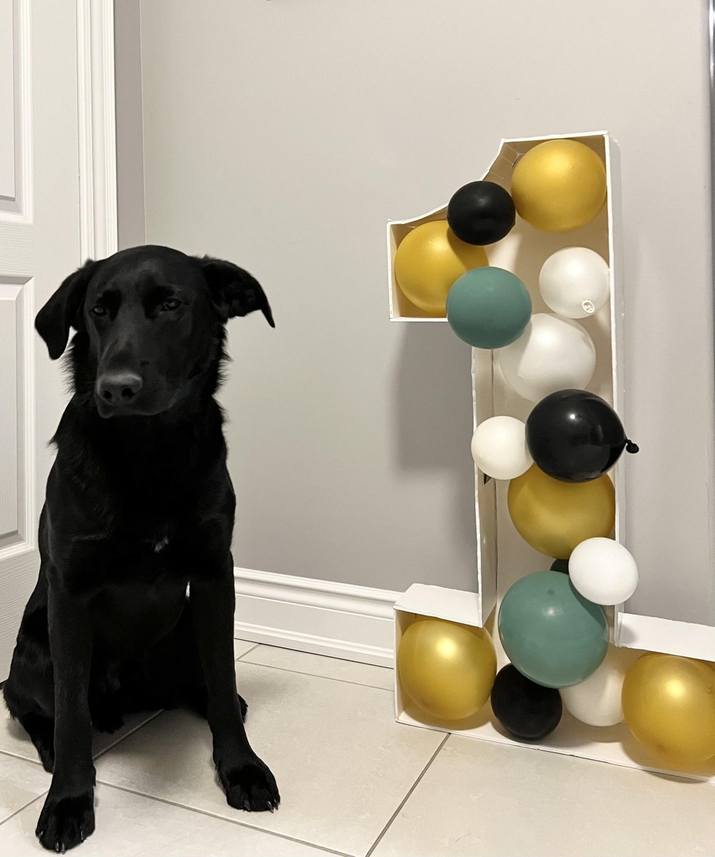 Zeppelin is in the top 5 of almost 60 contestants for CWC's Pet Of The Year award! Please vote for your favourite pup at form.jotform.com/220158617660051. He would really love the prizes in time for his very first birthday this Friday!
