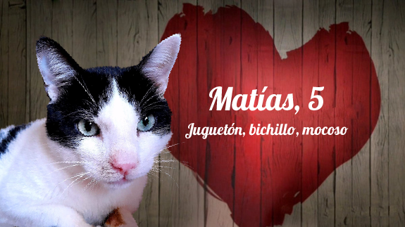 ProgatSabadell's tweet photo. Avui és #SantValentí i tenim dos peluts que busquen l'amor fa temps. Si vols ser la seva parella, omple el qüestionari! ❤️

Hoy es #SanValentín y tenemos dos peludos que buscan el amor hace tiempo. Si quieres ser su pareja, ¡rellena el cuestionario! ❤️

https://t.co/8tyI2I8nMo https://t.co/QiChMLsQvu