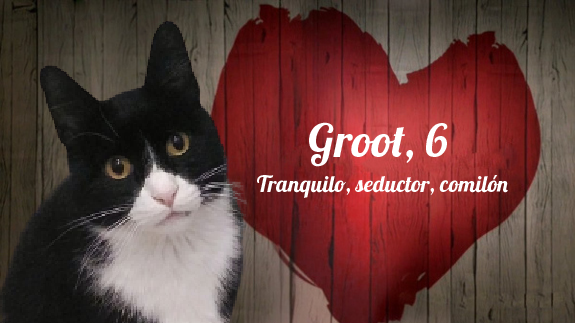 ProgatSabadell's tweet photo. Avui és #SantValentí i tenim dos peluts que busquen l'amor fa temps. Si vols ser la seva parella, omple el qüestionari! ❤️

Hoy es #SanValentín y tenemos dos peludos que buscan el amor hace tiempo. Si quieres ser su pareja, ¡rellena el cuestionario! ❤️

https://t.co/8tyI2I8nMo https://t.co/QiChMLsQvu