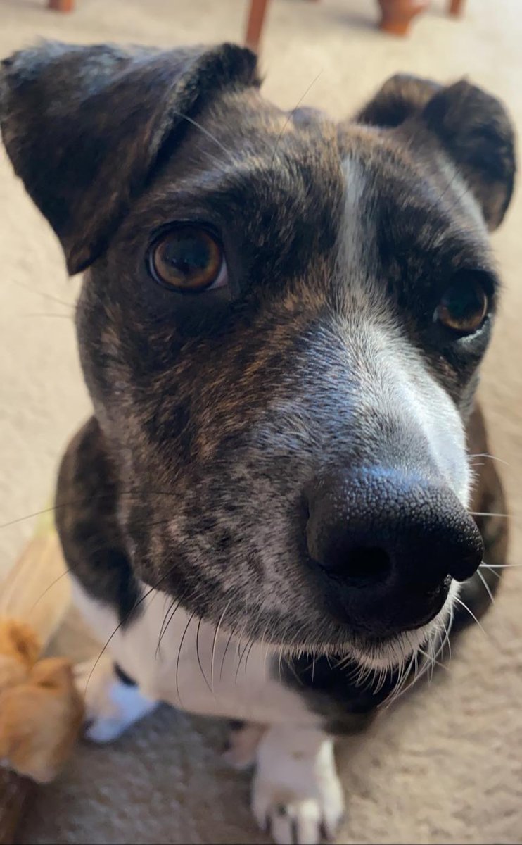 MadDogCoffeeUK's tweet photo. Can I get a Valentines Boop ? #ValentinesDay #HappyValentinesDay #dogsoftwitter #dog #love #LoveIsBlind #DOGLOVERS #boopmynose https://t.co/H0gWuqz4Sy