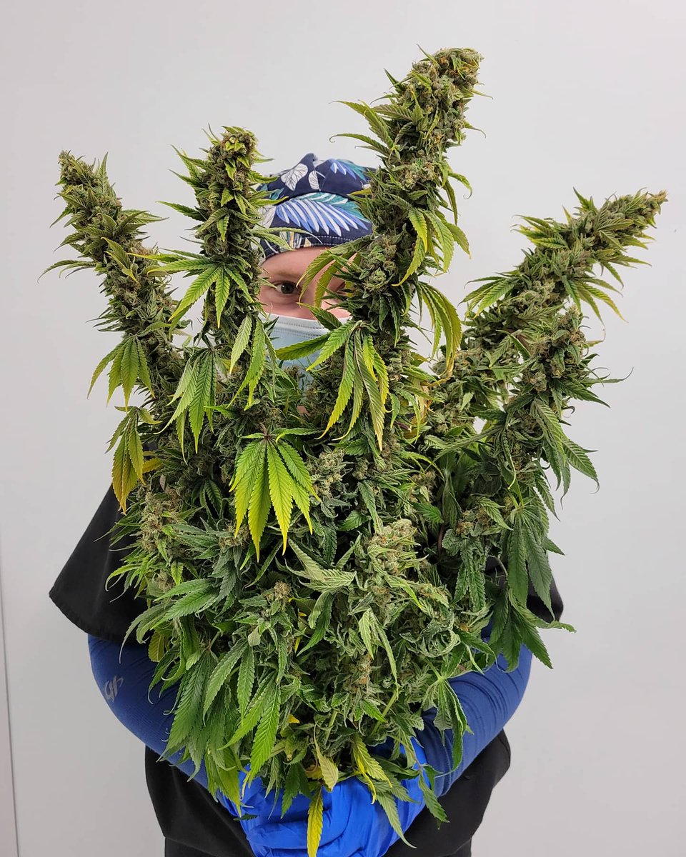 The flowers we all want for Valentine's Day!